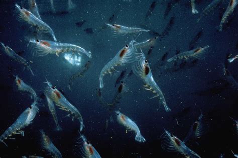 krill fish|Everything You Need to Know About Krill .